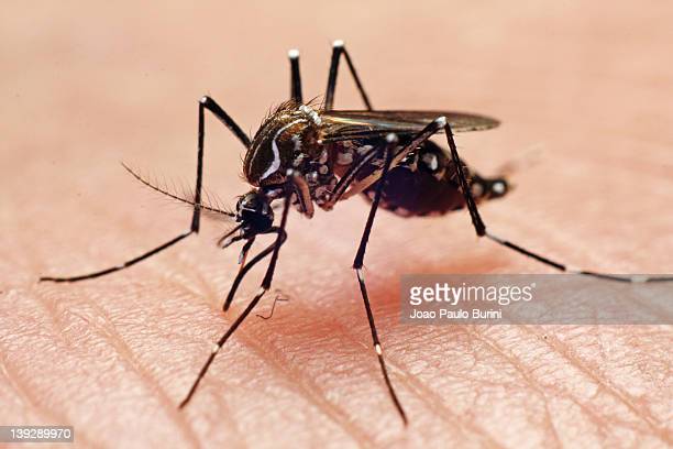 Dengue fever vector, mosquito biting hand.